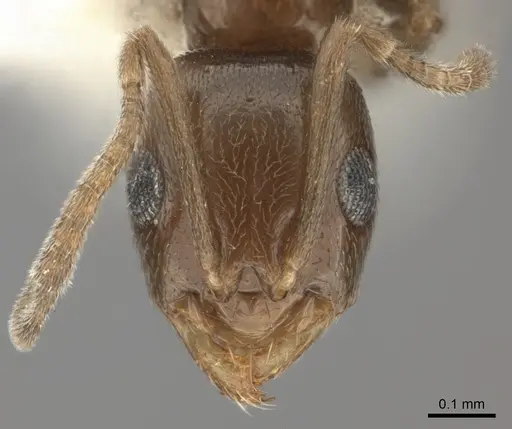 Plagiolepis lucidula specimen