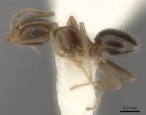 Plagiolepis lucidula specimen