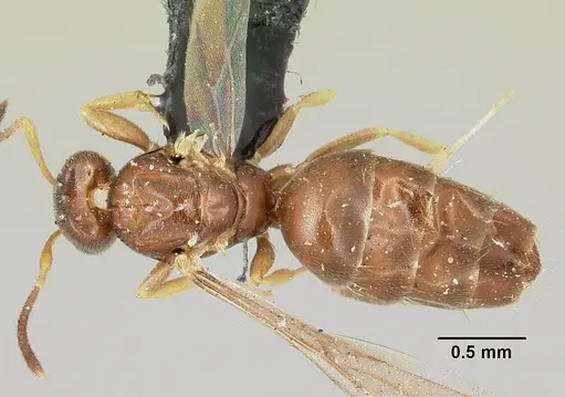 Plagiolepis madecassa specimen
