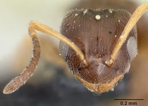 Plagiolepis madecassa specimen