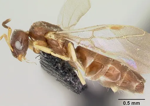 Plagiolepis madecassa specimen