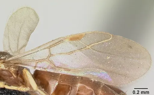 Plagiolepis madecassa - CASENT0101225