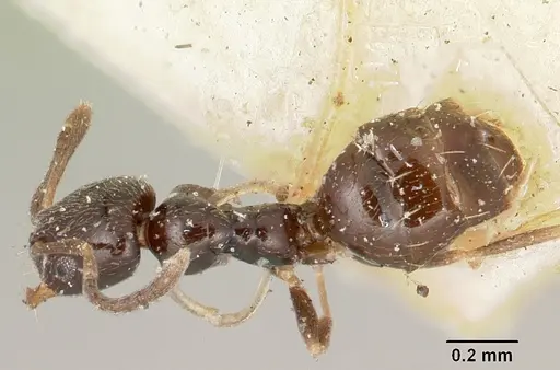 Plagiolepis madecassa - CASENT0101226