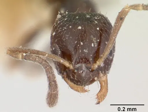 Plagiolepis madecassa - CASENT0101226