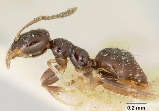 Plagiolepis madecassa - CASENT0101226