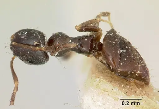 Plagiolepis madecassa - CASENT0101227