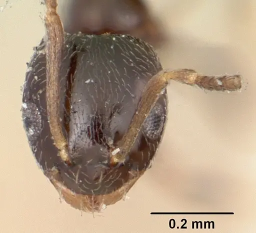 Plagiolepis madecassa - CASENT0101227