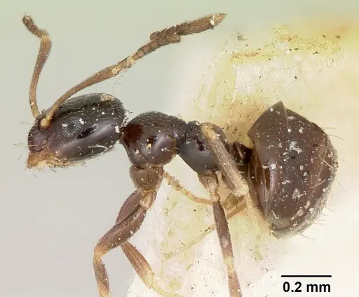 Plagiolepis madecassa - CASENT0101227