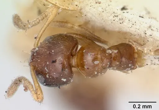 Plagiolepis madecassa - CASENT0101822