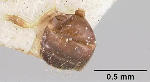 Plagiolepis madecassa - CASENT0101822