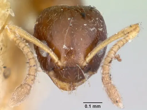 Plagiolepis madecassa - CASENT0101822