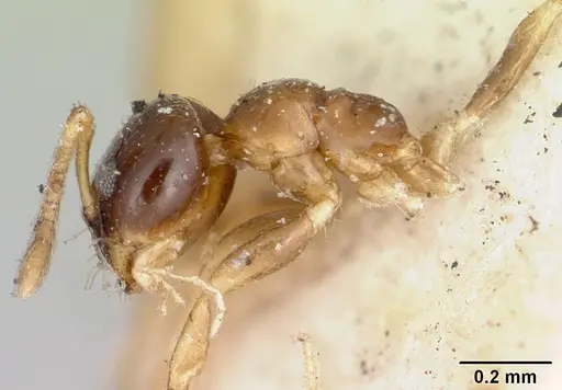 Plagiolepis madecassa - CASENT0101822