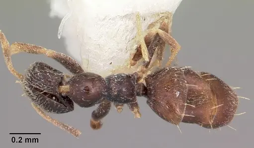 Plagiolepis madecassa - CASENT0102944