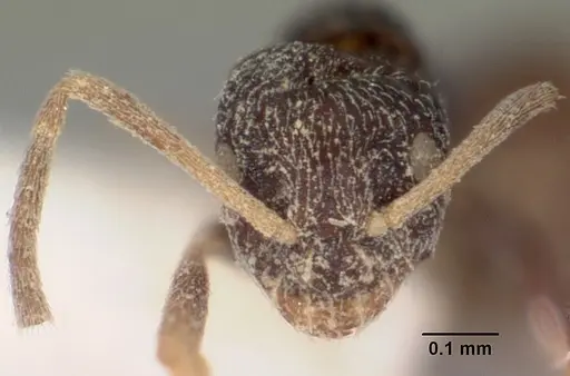 Plagiolepis madecassa - CASENT0102944