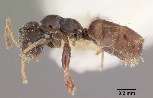 Plagiolepis madecassa - CASENT0102944