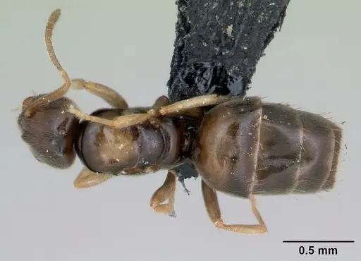 Plagiolepis madecassa - CASENT0103334