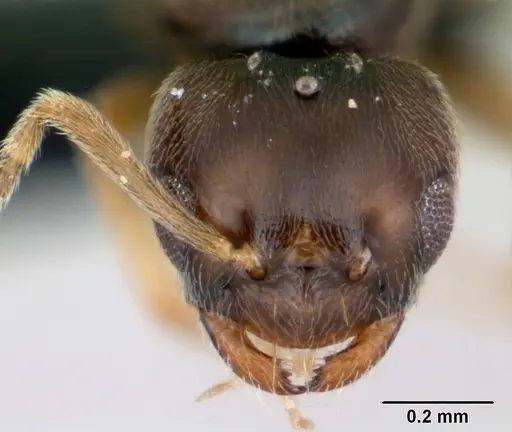 Plagiolepis madecassa - CASENT0103334