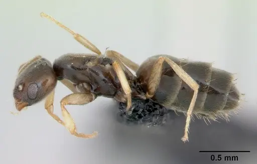 Plagiolepis madecassa - CASENT0103334