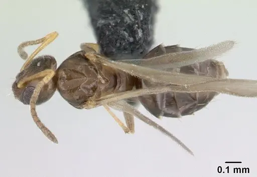 Plagiolepis madecassa - CASENT0132399