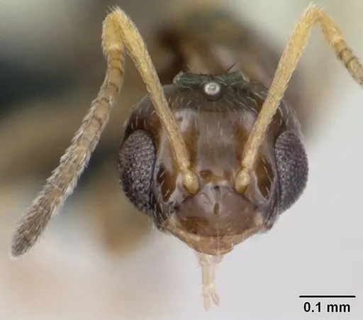 Plagiolepis madecassa - CASENT0132399