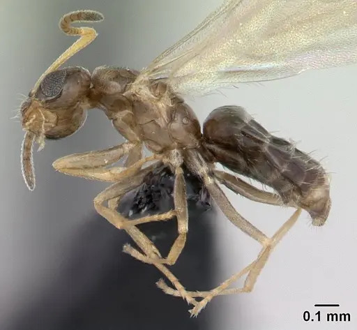 Plagiolepis madecassa - CASENT0132399