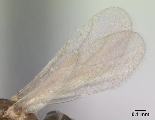 Plagiolepis madecassa - CASENT0132399