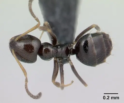 Plagiolepis madecassa - CASENT0132763