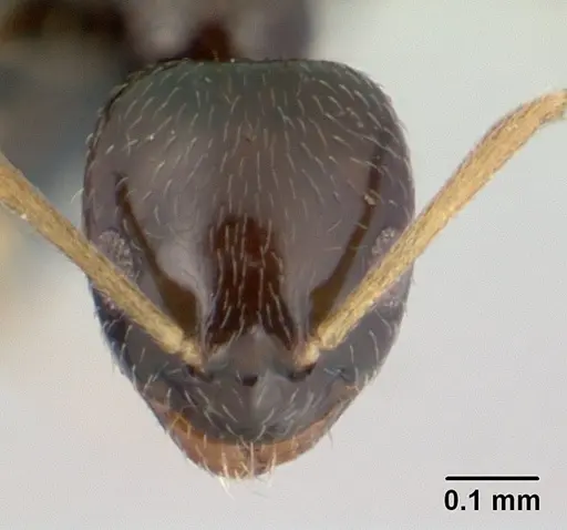 Plagiolepis madecassa - CASENT0132763