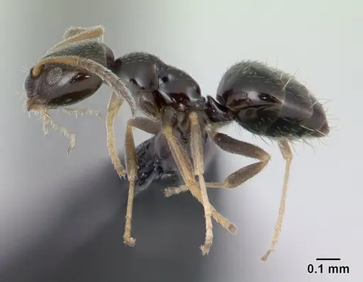 Plagiolepis madecassa - CASENT0132763