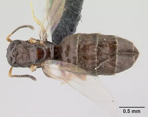 Plagiolepis madecassa - CASENT0451182