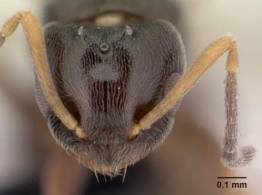 Plagiolepis madecassa - CASENT0451182