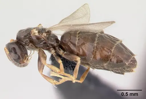 Plagiolepis madecassa - CASENT0451182