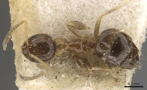 Plagiolepis mediorufa specimen