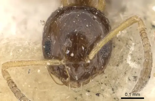 Plagiolepis mediorufa specimen