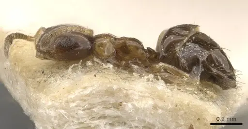 Plagiolepis mediorufa specimen