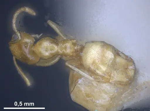 Plagiolepis pallescens specimen