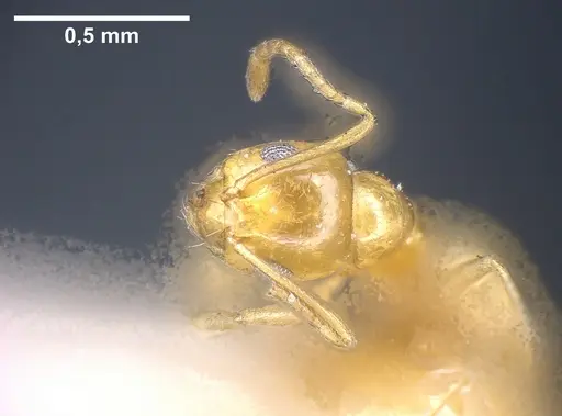 Plagiolepis pallescens specimen