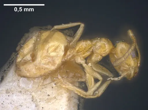 Plagiolepis pallescens - ANTWEB1041459