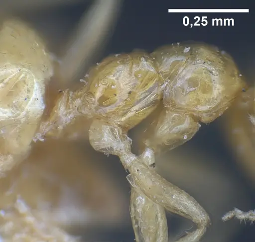 Plagiolepis pallescens - ANTWEB1041459