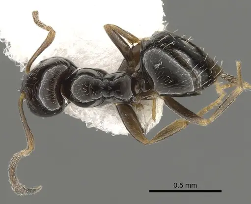 Plagiolepis pallescens - CASENT0249417