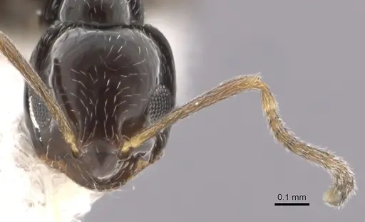 Plagiolepis pallescens - CASENT0249417