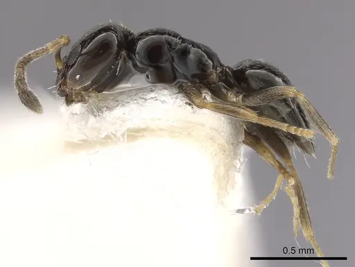 Plagiolepis pallescens - CASENT0249417