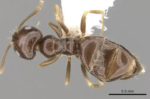 Plagiolepis pallescens - CASENT0281165