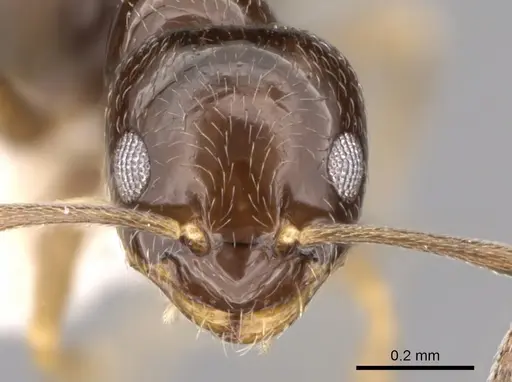 Plagiolepis pallescens - CASENT0281165