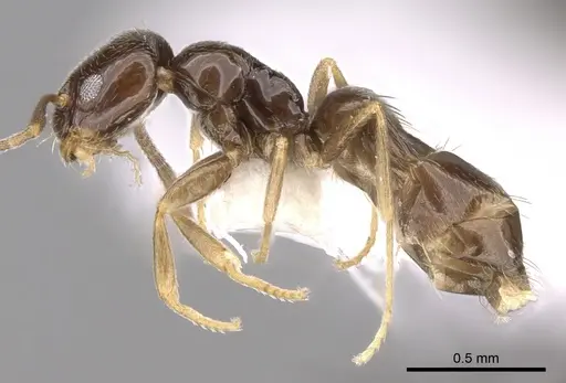 Plagiolepis pallescens - CASENT0281165