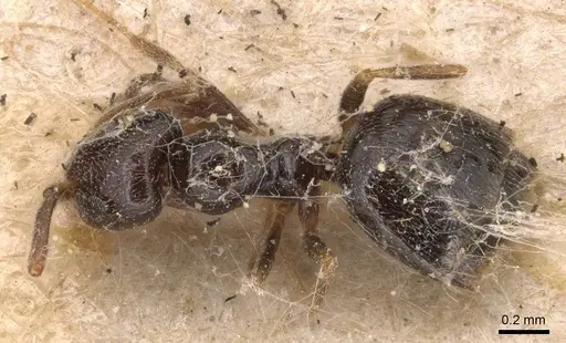 Plagiolepis pallescens - CASENT0905139