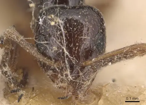 Plagiolepis pallescens - CASENT0905139