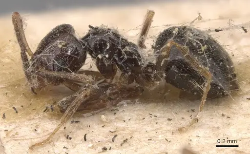 Plagiolepis pallescens - CASENT0905139