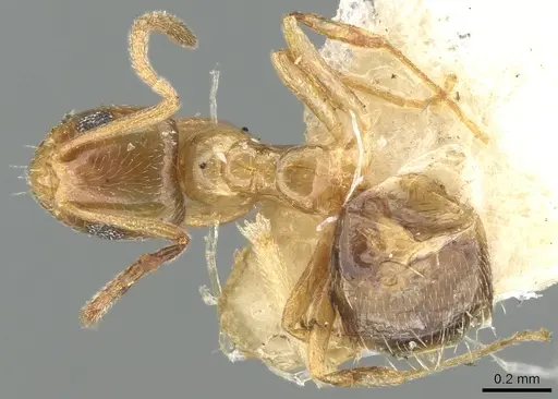 Plagiolepis pallescens - CASENT0906253