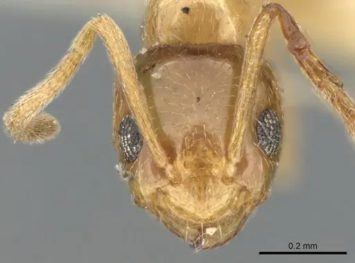 Plagiolepis pallescens - CASENT0906253